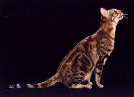 Sokoke