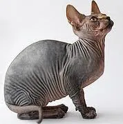 Sphynx