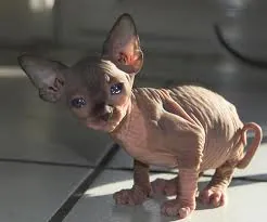 Sphynx