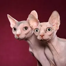 Sphynx