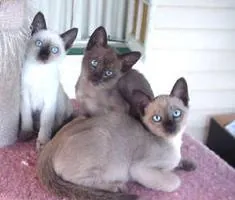 Tonkanees