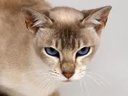 Tonkanees
