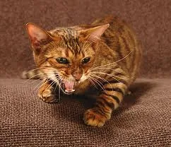Toyger