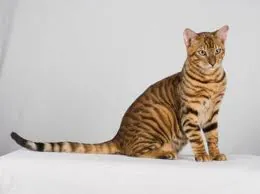 Toyger