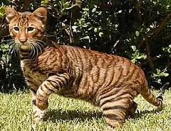 Toyger