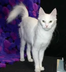 Turkseangora