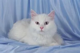 Turkseangora