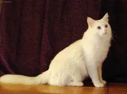 Turkseangora