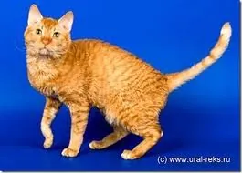Uralrex